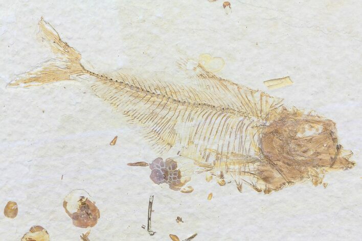 Diplomystus Fossil Fish - Wyoming #74583